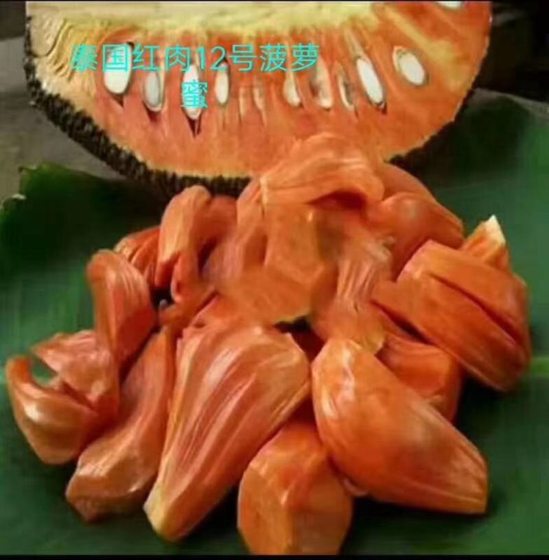 菠萝蜜果树苗新品种泰国红肉菠萝蜜嫁接苗四季菠萝蜜南方