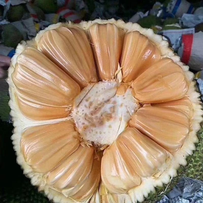 菠萝蜜果树苗新品种泰国红肉菠萝蜜嫁接苗四季菠萝蜜南方