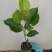 菠萝蜜果树苗新品种泰国红肉菠萝蜜嫁接苗四季菠萝蜜南方