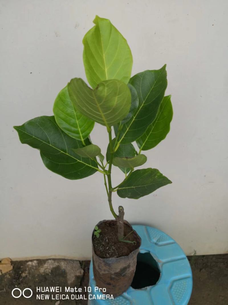 菠萝蜜果树苗新品种泰国红肉菠萝蜜嫁接苗四季菠萝蜜南方