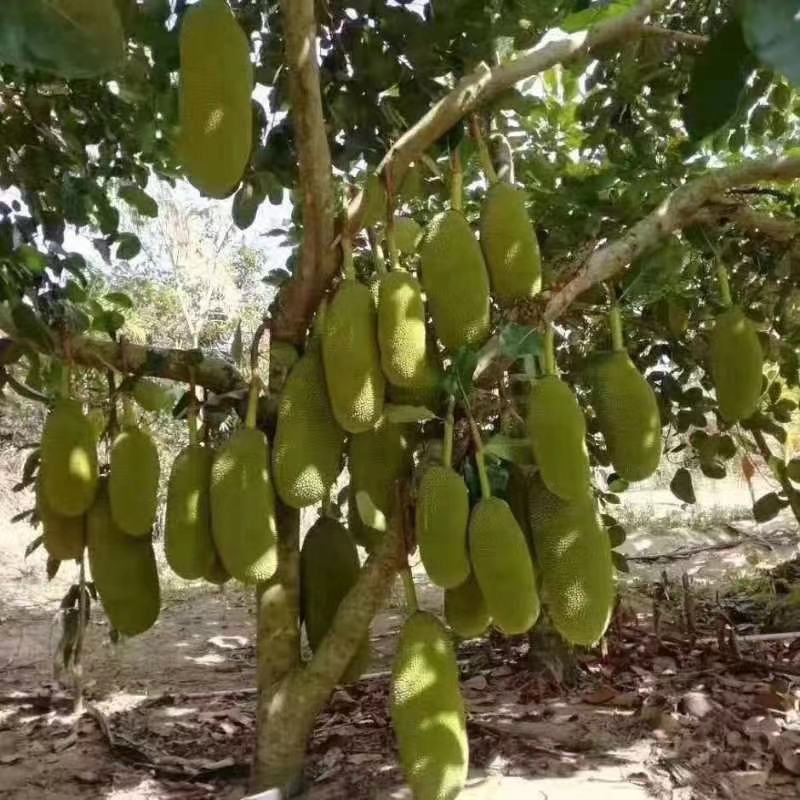 菠萝蜜果树苗新品种泰国红肉菠萝蜜嫁接苗四季菠萝蜜南方