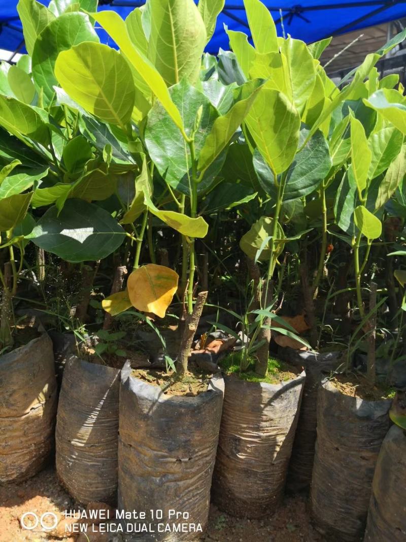 菠萝蜜果树苗新品种泰国红肉菠萝蜜嫁接苗四季菠萝蜜南方