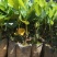 菠萝蜜果树苗新品种泰国红肉菠萝蜜嫁接苗四季菠萝蜜南方