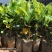 菠萝蜜果树苗新品种泰国红肉菠萝蜜嫁接苗四季菠萝蜜南方