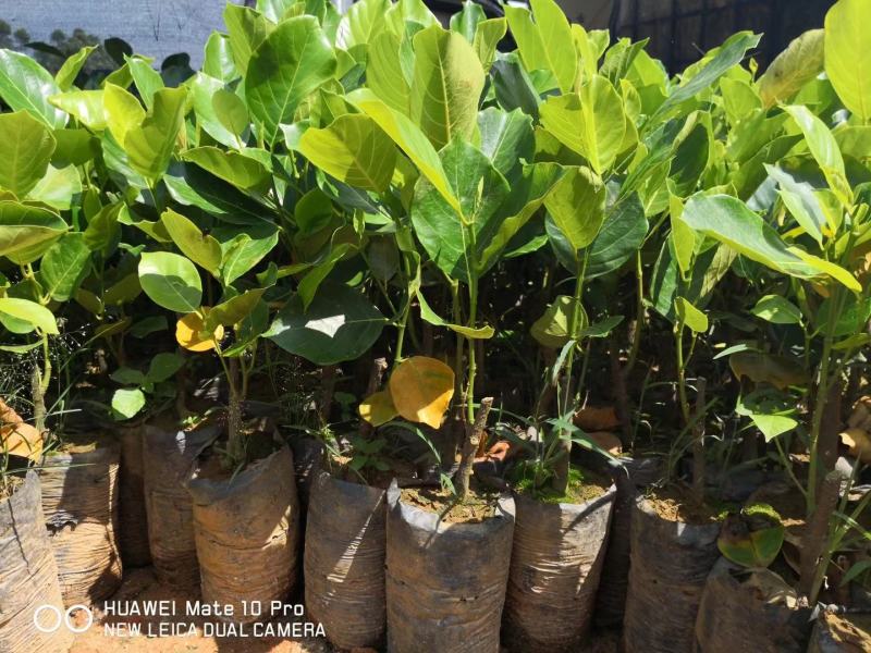菠萝蜜果树苗新品种泰国红肉菠萝蜜嫁接苗四季菠萝蜜南方