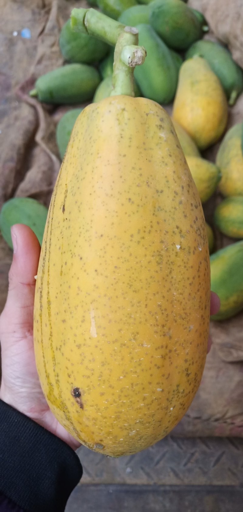 云南省大量销售木瓜！