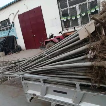 大量出售107速生杨树苗河北深州市木村乡王庄育苗基地