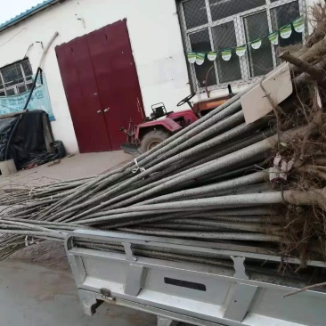 大量出售107速生杨树苗河北深州市木村乡王庄育苗基地