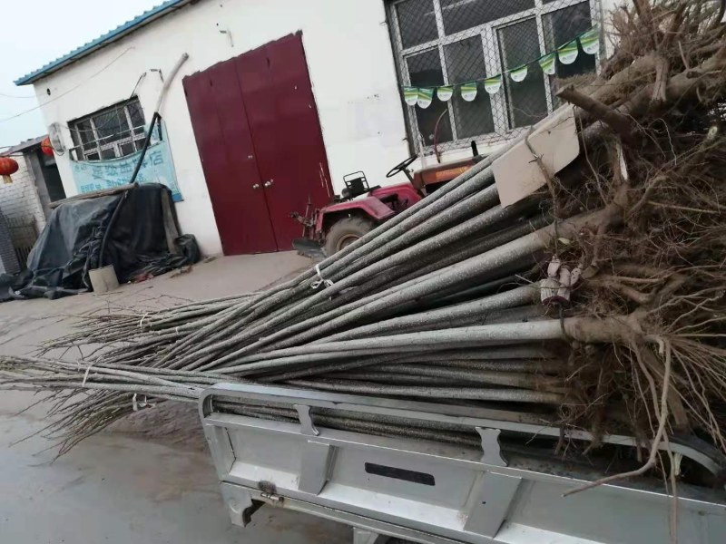 大量出售107速生杨树苗河北深州市木村乡王庄育苗基地