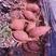 紫薯苗，紫红薯苗，紫地瓜苗，泰紫一号红薯苗黑美人