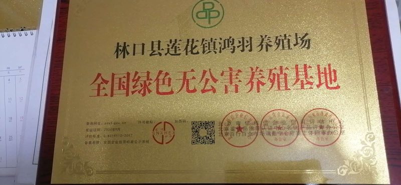 禽畜牧蛋肉，纯绿色放养山林溜达鸡，草甸大鹅