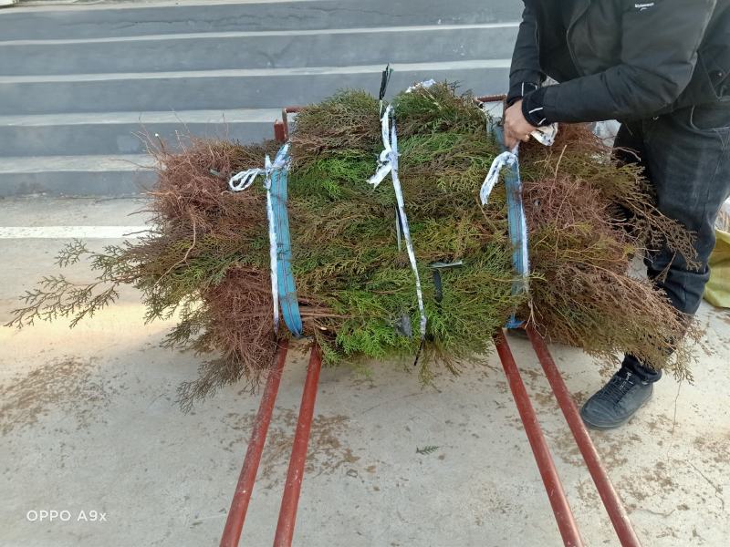 侧柏苗现起现发现场看货地头装车，保湿发货