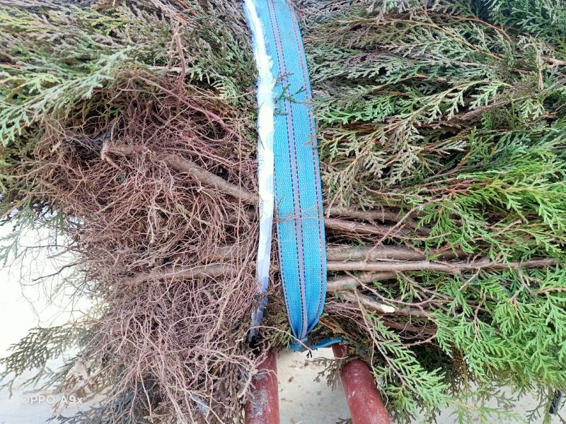 侧柏苗现起现发现场看货地头装车，保湿发货