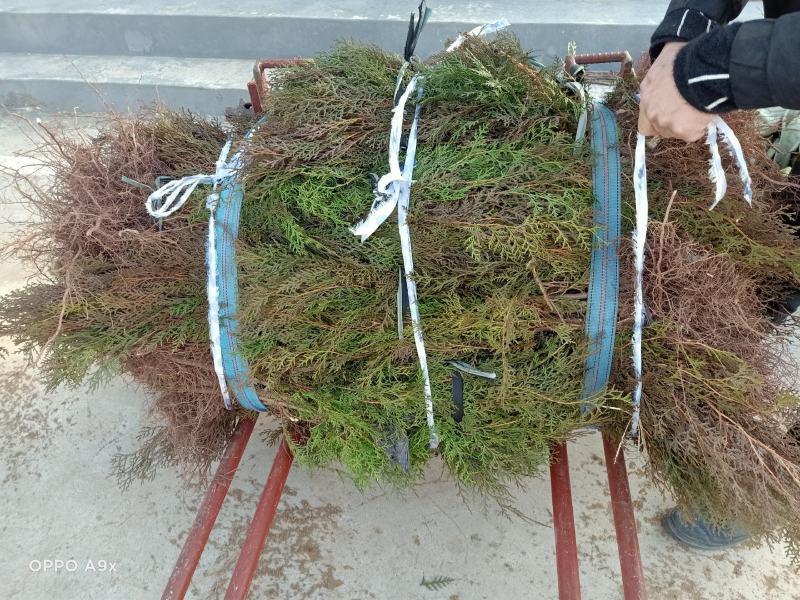 侧柏苗现起现发现场看货地头装车，保湿发货