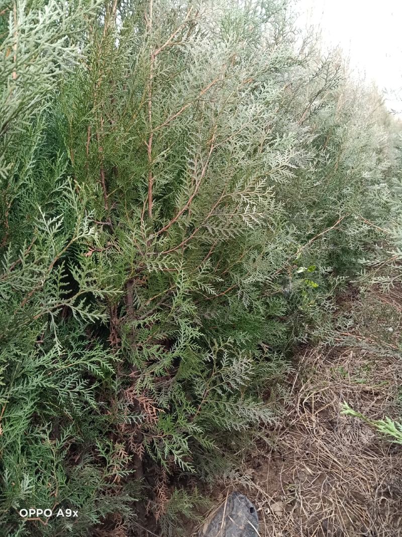 侧柏苗现起现发现场看货地头装车，保湿发货