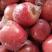 精品万荣纸加膜冰糖心红富士苹果，甜蜜上市，有条红有片红。