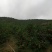 果面干净个头均匀65至75百分八十