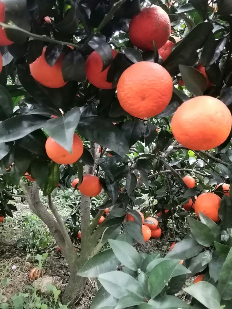 果面干净个头均匀65至75百分八十