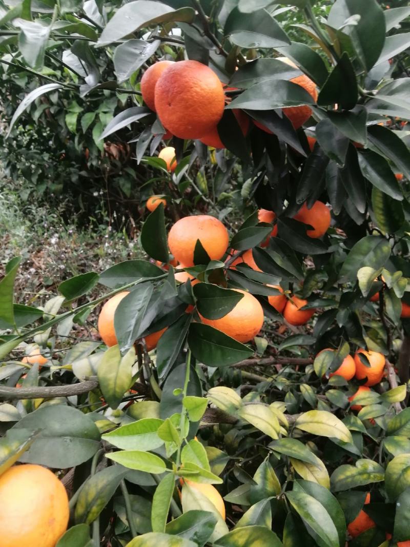 果面干净个头均匀65至75百分八十