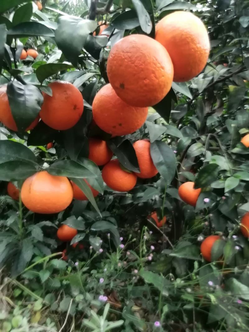 果面干净个头均匀65至75百分八十