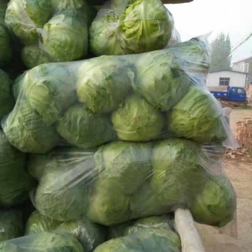 江苏软甘蓝圆包菜保证质量欢迎新老客户咨询有惊喜