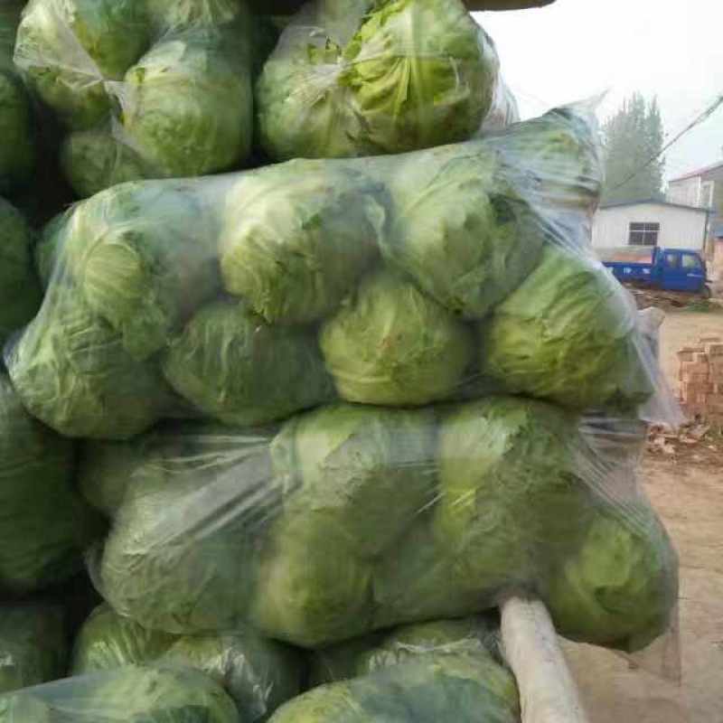 江苏软甘蓝圆包菜保证质量欢迎新老客户咨询有惊喜