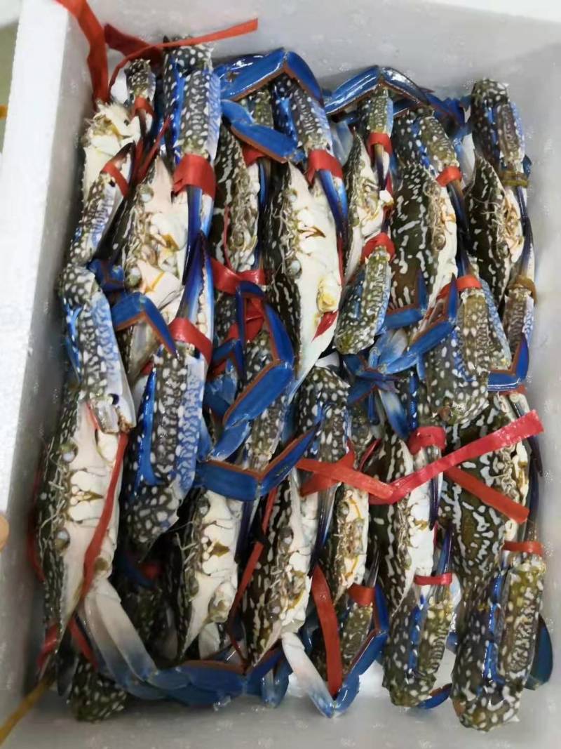 鲜冻兰花蟹，肉质肥美鲜甜，每天码头新鲜上货。