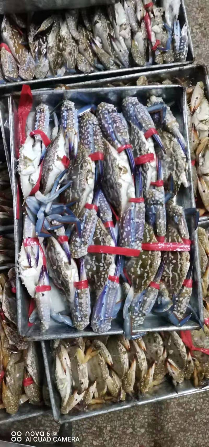 鲜冻兰花蟹，肉质肥美鲜甜，每天码头新鲜上货。