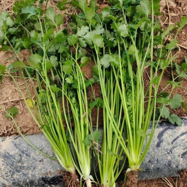 香菜山东香菜质量很好颜色好看