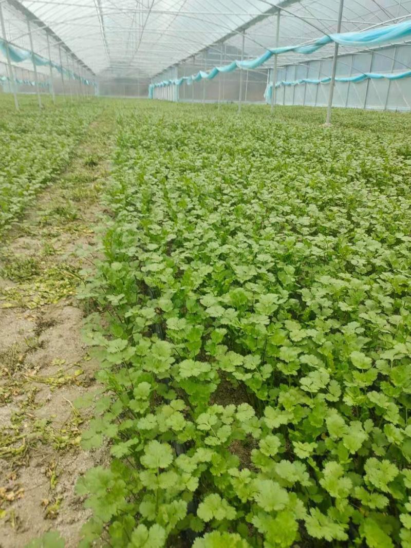 香菜山东香菜质量很好颜色好看