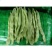 芸豆！芸豆主产区，大量上货
