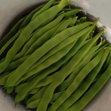 芸豆！芸豆主产区，大量上货