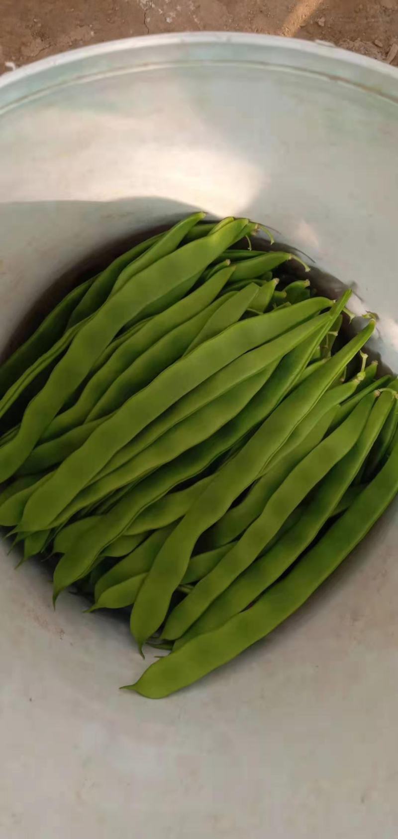 芸豆！芸豆主产区，大量上货
