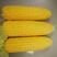 太阳花新甜6号正宗泰国进口系列甜玉米种子
