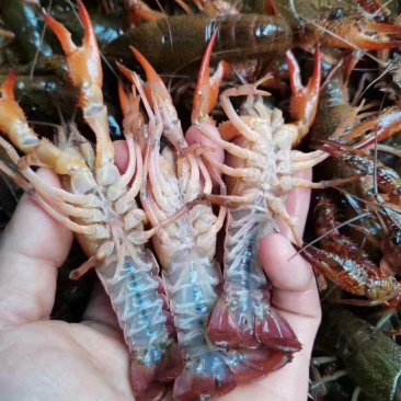 潜江小龙虾，精养虾，蟹塘虾，原产地一手货源