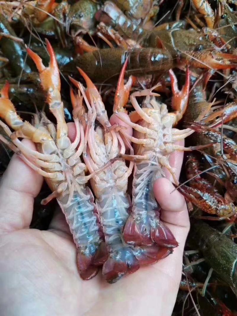 潜江小龙虾，精养虾，蟹塘虾，原产地一手货源
