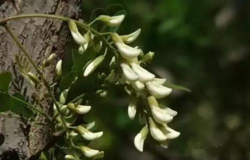 四川槐花，洋槐花，大竹槐花特色野菜洋槐花