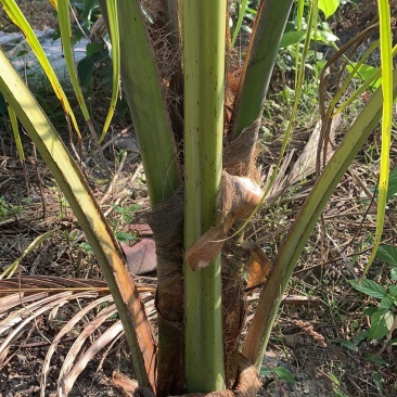本地红椰子苗，矮种黄金椰子苗，红椰子苗