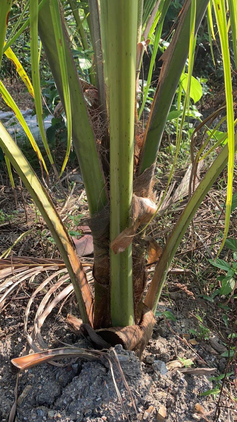 本地红椰子苗，矮种黄金椰子苗，红椰子苗