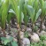 本地红椰子苗，矮种黄金椰子苗，红椰子苗