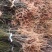 岗梅（称星树、青皮树）大量收购，供应种苗，有基地种植