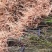 岗梅（称星树、青皮树）大量收购，供应种苗，有基地种植