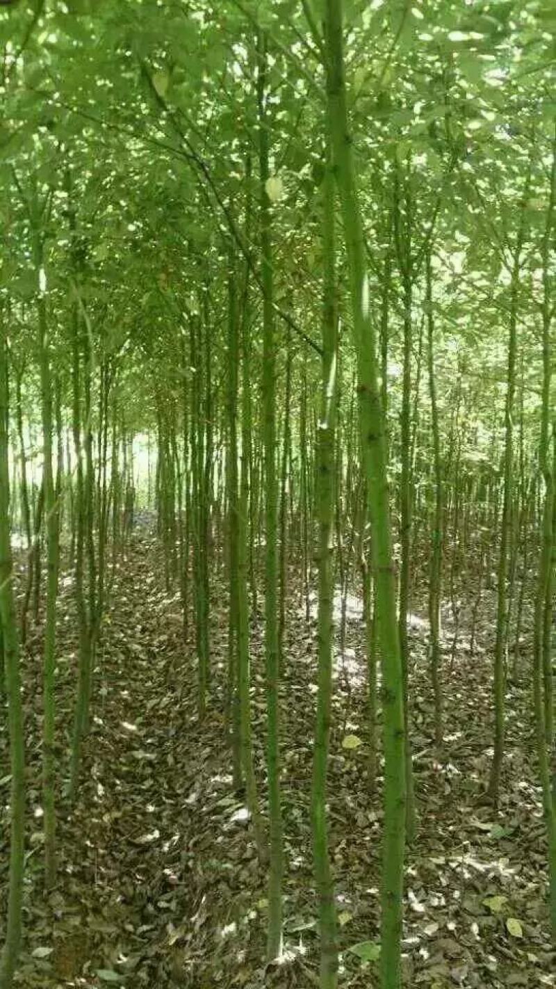 自产自销批发香樟一年生小苗，地径2-5公分香樟树大量有