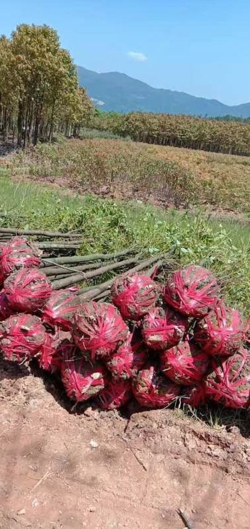 自产自销批发香樟一年生小苗，地径2-5公分香樟树大量有