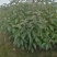 自产自销批发香樟一年生小苗，地径2-5公分香樟树大量有