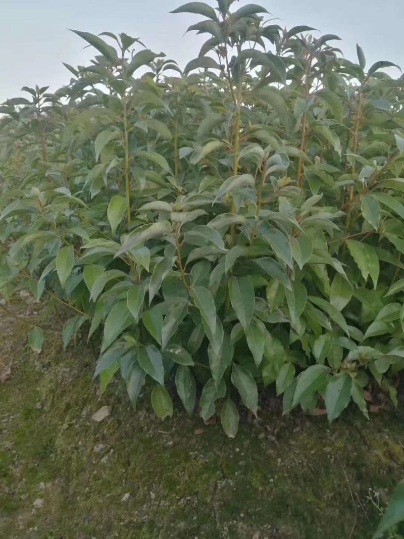 自产自销批发香樟一年生小苗，地径2-5公分香樟树大量有