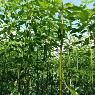 自产自销批发香樟一年生小苗，地径2-5公分香樟树大量有