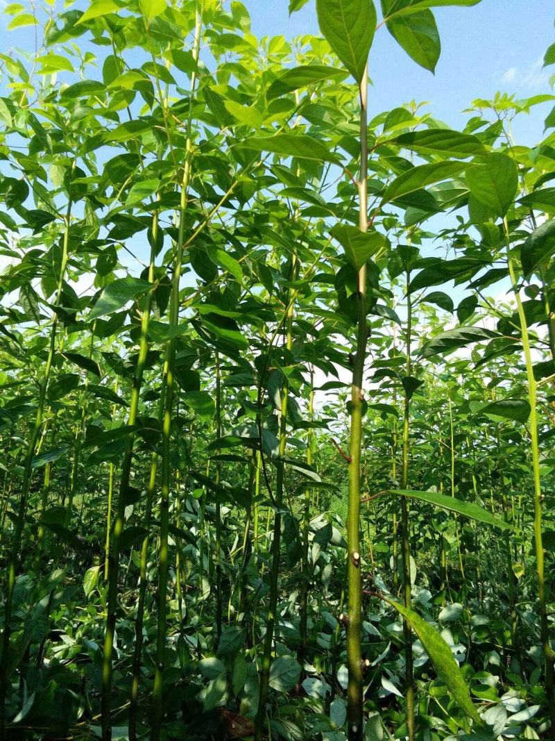 自产自销批发香樟一年生小苗，地径2-5公分香樟树大量有