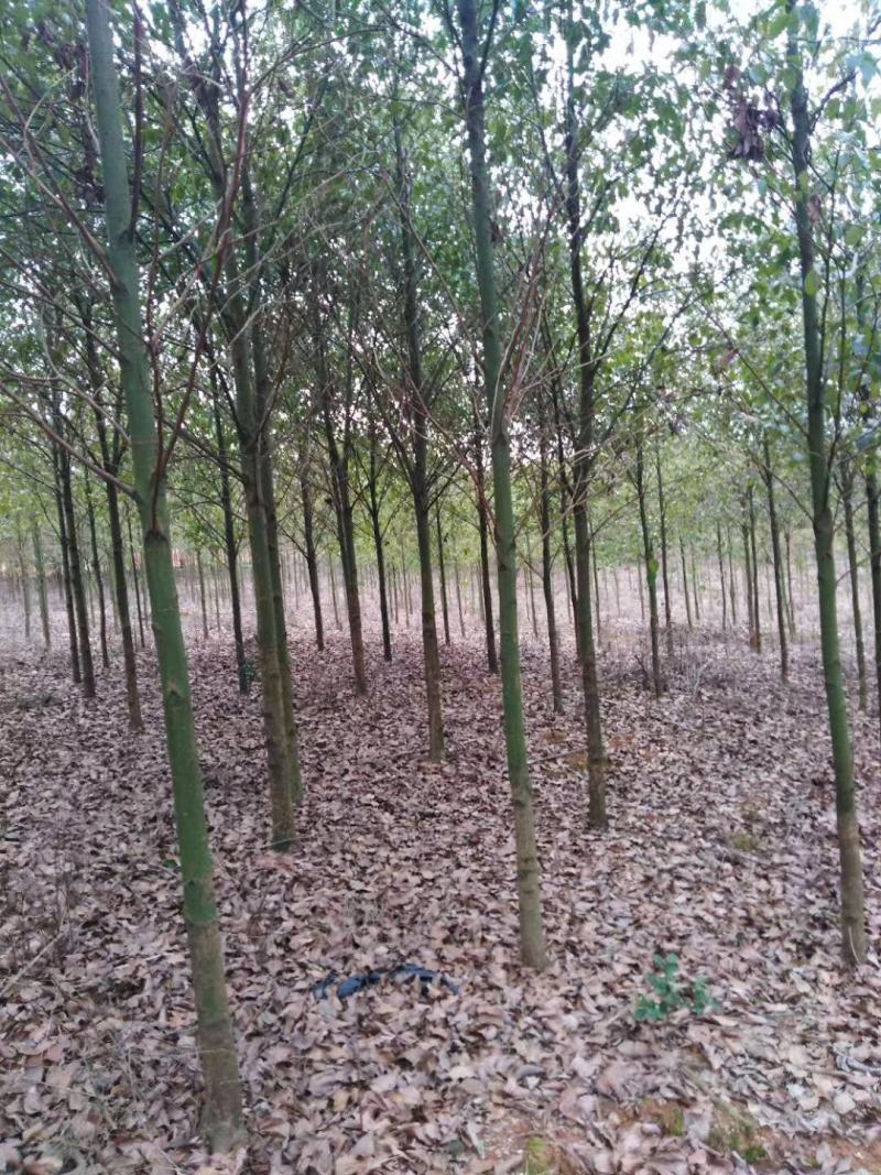 自产自销批发香樟一年生小苗，地径2-5公分香樟树大量有