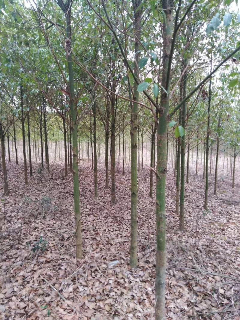 自产自销批发香樟一年生小苗，地径2-5公分香樟树大量有